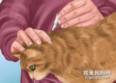 貓咪外驅要注意什么好 驅蟲藥物需要注意正確使用