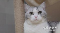 貓咪腸胃寶怎么吃?