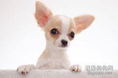 吉娃娃什么時候換毛？