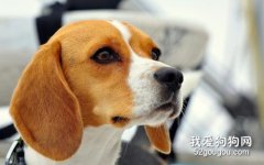 比格犬耳朵怎么護理？