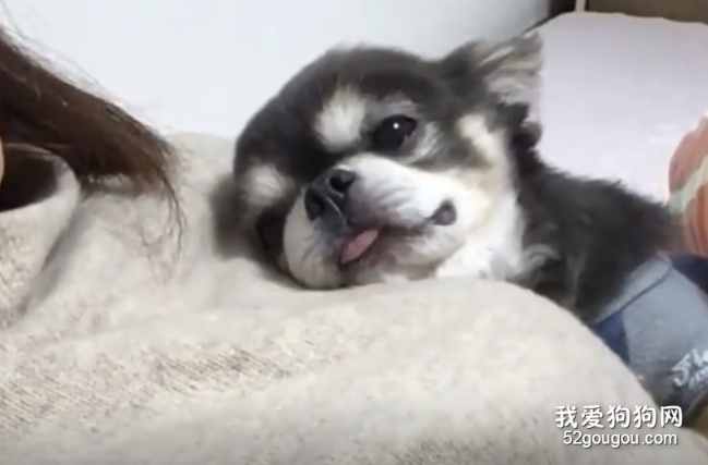 你偷偷看月亮我偷偷看你~這狗子也太乖了吧！