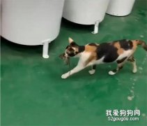 小老鼠被貓捉到，本以為死路一條，結果…令人大跌眼鏡！