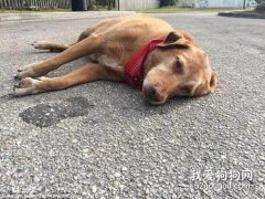 狗狗車禍后肚子水腫怎么辦 可能是脾破裂
