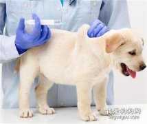 如何預防犬細小病毒 按時注射疫苗是關鍵