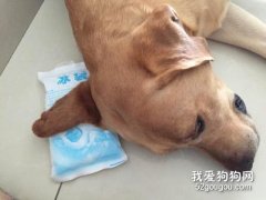 狗狗耳血腫怎么治療 可保守治療還是必須手術？