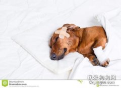 狗狗心力衰竭怎么治療 不要再安排運動和訓練啦
