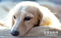 狗狗肺炎的原因症状和预防治疗