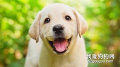 哪些原因會導致狗狗得哮喘？
