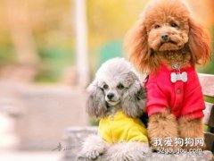狗狗膈疝有什么癥狀 如何護理？