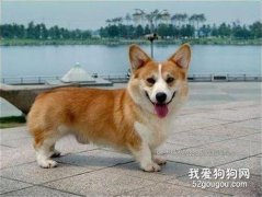 狗狗誤食老鼠藥的癥狀和治療辦法