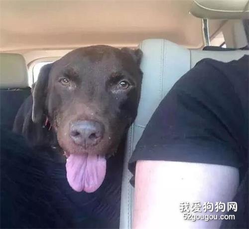 本來只打算領養一只狗，可回來的時候，車里坐滿了...