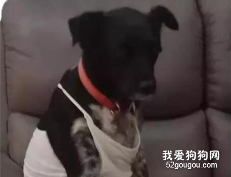奶奶送給狗子一件性感吊帶，穿上后...笑到肝疼