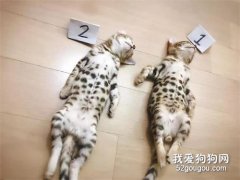 這兩只貓睡覺的亞子，像極了剛剛血拼完的你…
