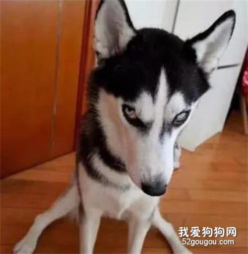 妹子500買了只哈士奇，還送了個平底鍋，結果回家后...太慘了！