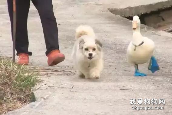 鴨子迷上單親狗媽媽，腳掌磨破了仍追著不放：是真愛了！