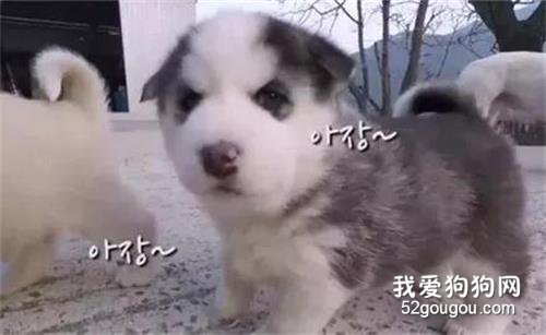 網友家的狗子意外懷孕，結果生下了寶寶后，鏟屎官：我要燉了隔壁二哈！