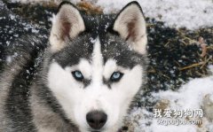 狗狗尿石癥的癥狀、病因與治療措施