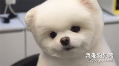 家里寵物狗狗不開心該怎么辦?