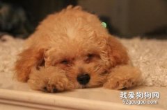 泰迪狗狗的睡眠有哪些特點？