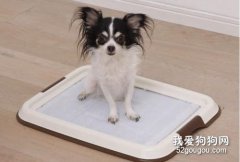 幼犬怎么訓練上廁所 要注意正確糾正