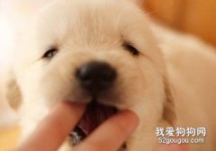 幼犬咬人怎么教育他 一定要重視等級觀念教育