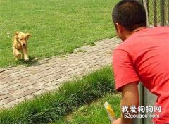 狗狗在外面叫不回來怎么辦 喚回訓練怎么做?