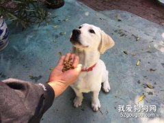 狗在外面撿東西吃怎么辦?