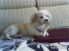 狗吃骨頭劃破腸子能自己恢復嗎?