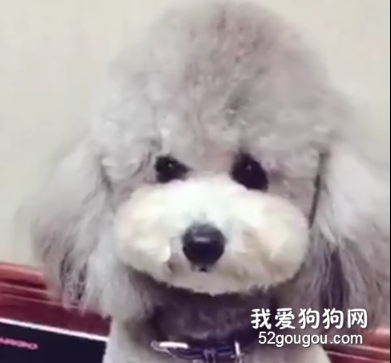 泰迪不配合，主人拿出一把刀之后。。。
