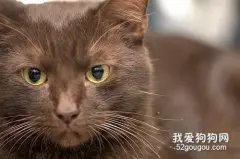 哈瓦那猫性格如何 哈瓦那棕猫性格介绍