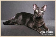 哈瓦那棕貓怎么洗澡 哈瓦那貓洗澡注意事項