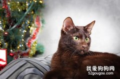 哈瓦那棕貓怎么養 哈瓦那貓飼養方法