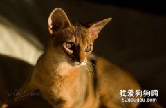 阿比西尼亞貓好養嗎 阿比西尼亞貓喂養知識