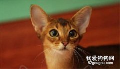 阿比西尼亚猫性格怎么样 阿比西尼亚猫性格介绍