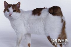 日本短尾猫掉毛怎么办 日本短尾猫掉毛解决办法