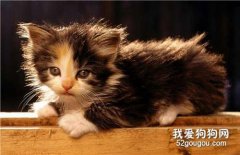 美國短尾貓口水多怎么辦?