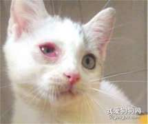 貓咪眼睛紅腫糜爛怎么治療 眼睛紅腫糜爛治療方法
