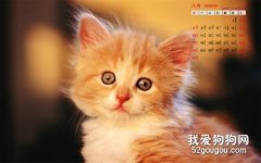 貓咪發燒怎么辦 貓咪發燒解決辦法