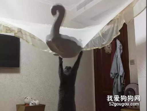 貓咪發瘋跳上了蚊帳，結果它的小伙伴...