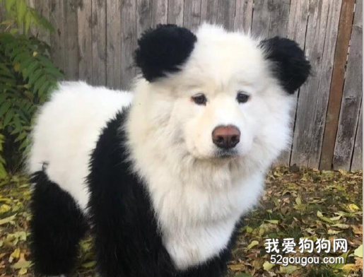 如果大熊貓不再熬夜的話，它應該長這樣...