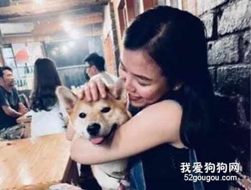 人間小棉襖！暖柴貼心幫鏟屎官舔舐傷口，表示安慰…