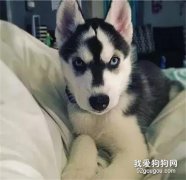 二哈出生時麻麻太隨意，狗子被迫長成這個樣子，丑哭