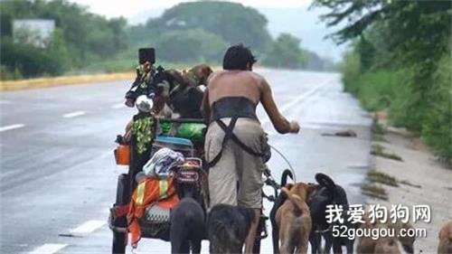 6年一萬公里，怪男子推板車載16只狗狗流浪，背后故事很傳奇！