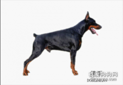 德系杜賓和美系杜賓主要有哪些區別?