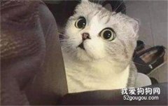 貓咪嘔吐慘叫須注意，小心是鼻支惹的禍