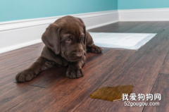 如何防止狗狗隨地尿尿？如何徹底清除狗尿味
