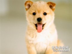 柴犬的訓練方法,怎樣訓練柴犬