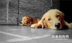 訓練金毛犬從小開始,飼養金毛尋回幼犬注意事項