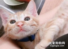 帶貓回家被嫌棄“太丑”，誰知半年后爸爸偷偷養了6只…