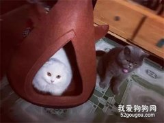 家里倆貓，奴才只買了一個窩！沒搶到貓窩的那只…笑尿了！